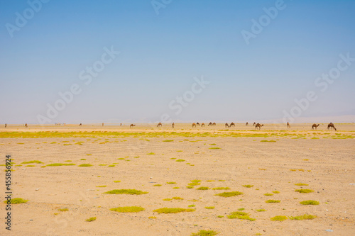 Camels photo