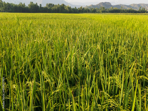 Closeup of a rice fields in the village at swat valley