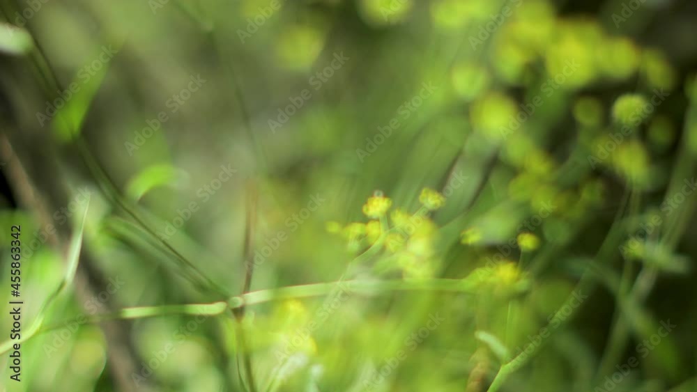 Nature scene outdoors with shallow focus Nature scene outdoors with shallow focus