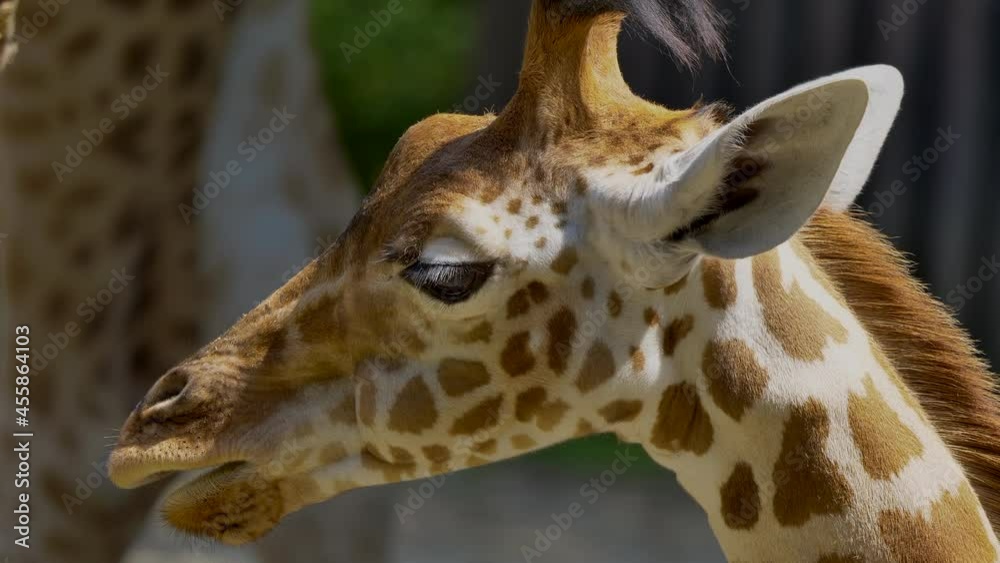 Macro close up shot of cute giraffe chewing outdoors during sunny day,slowmotion Macro close up shot of cute giraffe chewing outdoors during sunny day,slowmotion