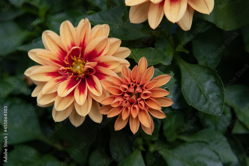 Obraz premium Dahliette Pair