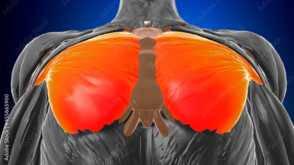 Sternocostal part of pectoralis major Anatomy For Medical Concept 3D
