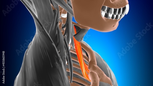 Sternothyroid Muscle Anatomy For Medical Concept 3D photo