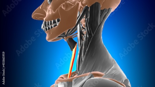 Sternothyroid Muscle Anatomy For Medical Concept 3D photo