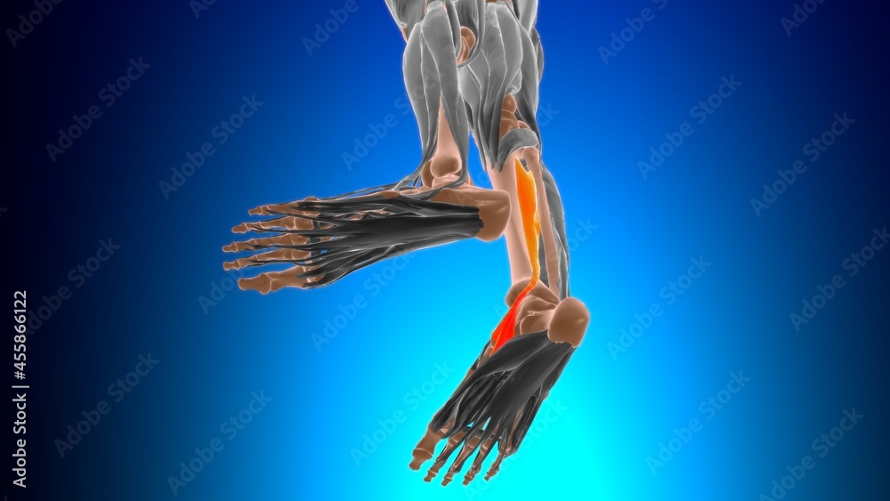 Posterior Tibia Function Tibialis posterior Muscle Anatomy For Medical Concept 3D Stock ...