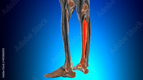 Tibialis posterior Muscle Anatomy For Medical Concept 3D photo