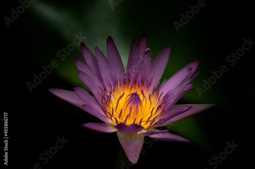 purple lotus flower Unfolded isolated on black background