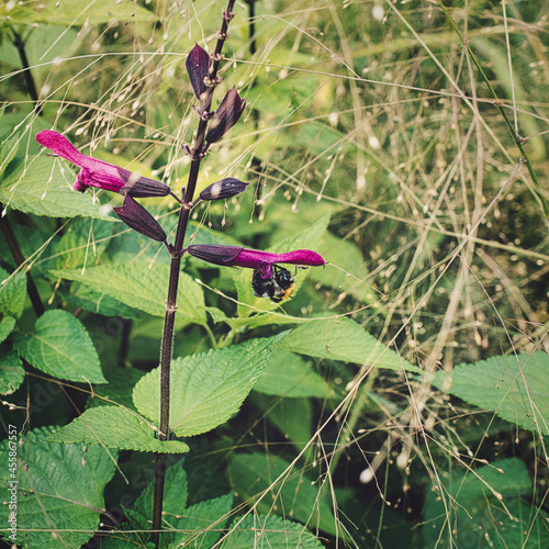 Bee sipping nectar from Salvia flower blooming in the garden photo