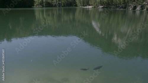 Fish swimming peacefully in the clear lake on Adrspach. photo