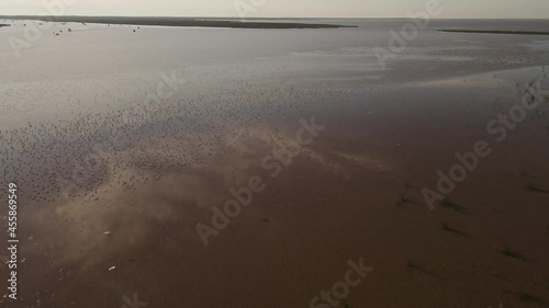 Contaminated amazon dirty brown river aerial seagulls migrating photo
