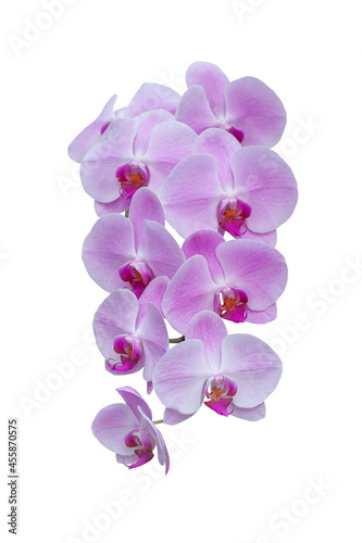 Beautiful purple Phalaenopsis orchid flowers bloom isolated on white background included clipping path.