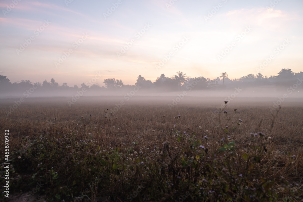 Morning mist are overhanging the rice fields in Surin, Thailand as temperature in the province dropped to low degree, a rare natural phenomenon in a flat terrain with no mountains.
