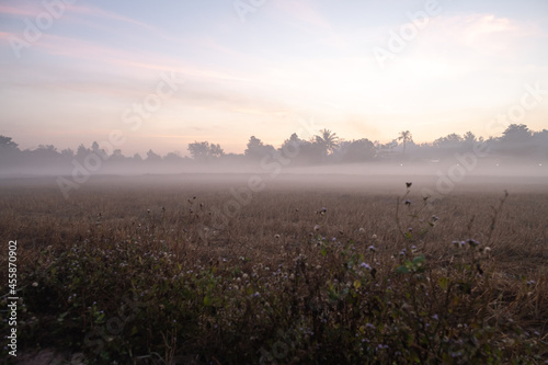 Morning mist are overhanging the rice fields in Surin, Thailand as temperature in the province dropped to low degree, a rare natural phenomenon in a flat terrain with no mountains.
