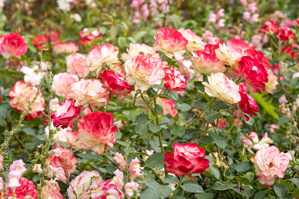 Beautiful delicate flowers pink rose with green leaves are on a blurred green background in the park in summer