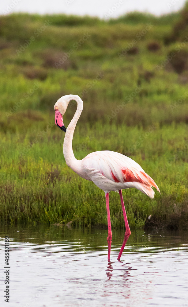 Naklejka premium Pink flamingo (Phoenicopterus roseus) in its natural environment. Ebro River Delta, Spain