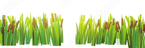 Reed and cattail. Isolated element of summer swampy wild landscape. Horizontally composition. With a passage in the middle. Overgrown bank of a pond or river. Illustration vector