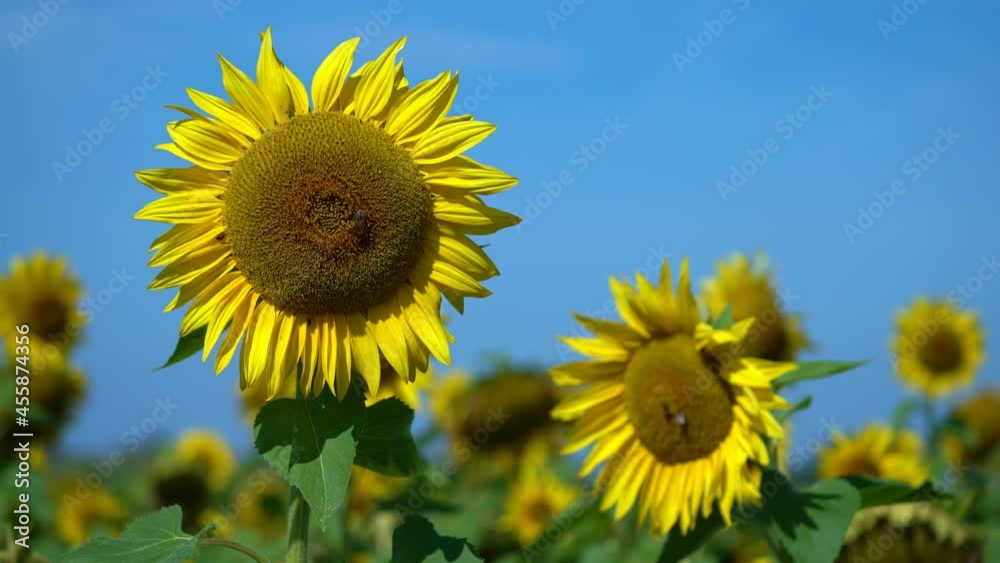 Some bees are fyling around a group of sunflowers at a sunny summer day Some bees are fyling around a group of sunflowers at a sunny summer day
