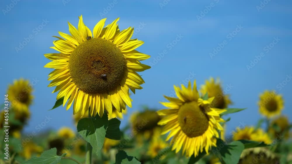 A bee is climbing down a sunflower leaf to the blossom, smooth zoom in into the natural scenery. A bee is climbing down a sunflower leaf to the blossom, smooth zoom in into the natural scenery.