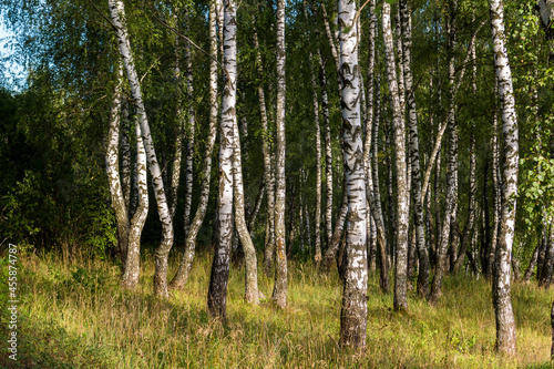 Young birch trees in a grove on a summer day