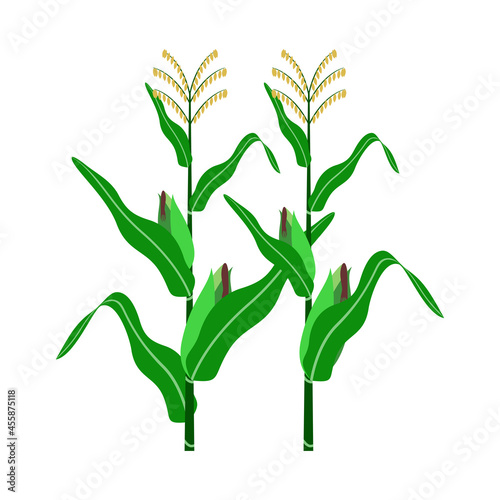 corn illustration, world food day symbol, a simple flat vector design