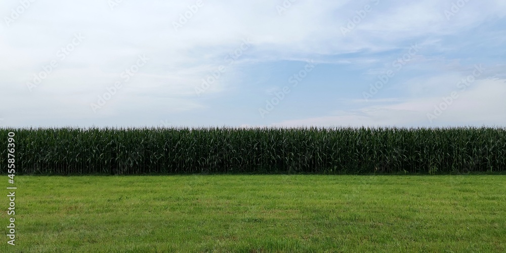 Fototapeta premium fence and grass