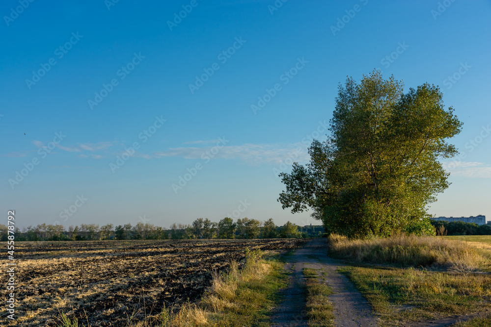 Mown wheat field near the forest, beautiful rural landscape at sunset Mown wheat field near the forest, beautiful rural landscape at sunset