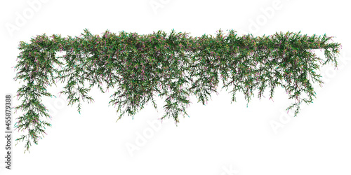 Climbing plants creepers isolated on white background 3d illustration © vik173