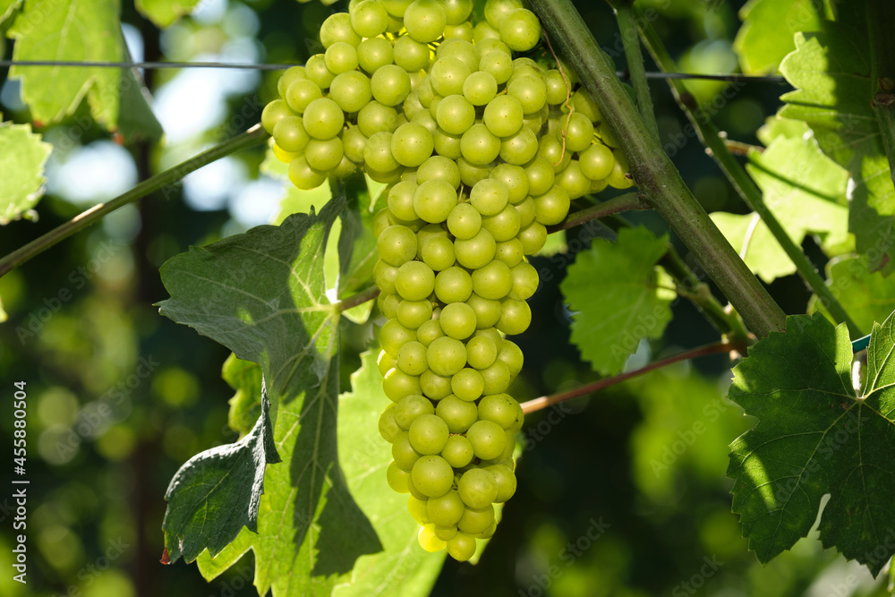 Light bunch of grapes in the sun. Vineyards in Italy. Grape plantations. Close-up of white grapes on vines. Vine of grapes on a branch. Light bunch of grapes in the sun. Vineyards in Italy. Grape plantations. Close-up of white grapes on vines. Vine of grapes on a branch.