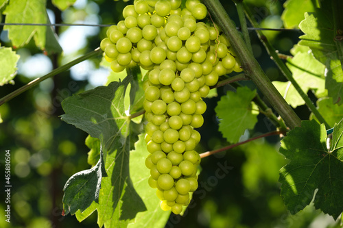 Wallpaper Mural Light bunch of grapes in the sun. Vineyards in Italy. Grape plantations. Close-up of white grapes on vines. Vine of grapes on a branch. Torontodigital.ca