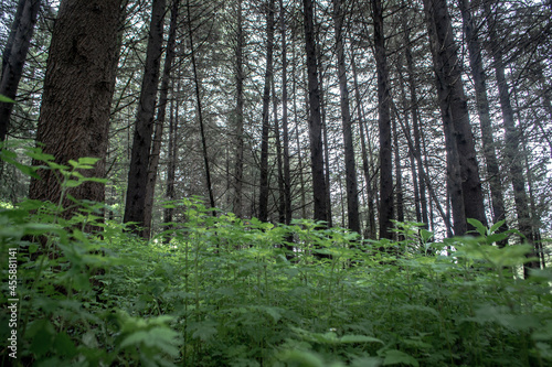 Wallpaper Mural arboles en bosques simetricos Torontodigital.ca