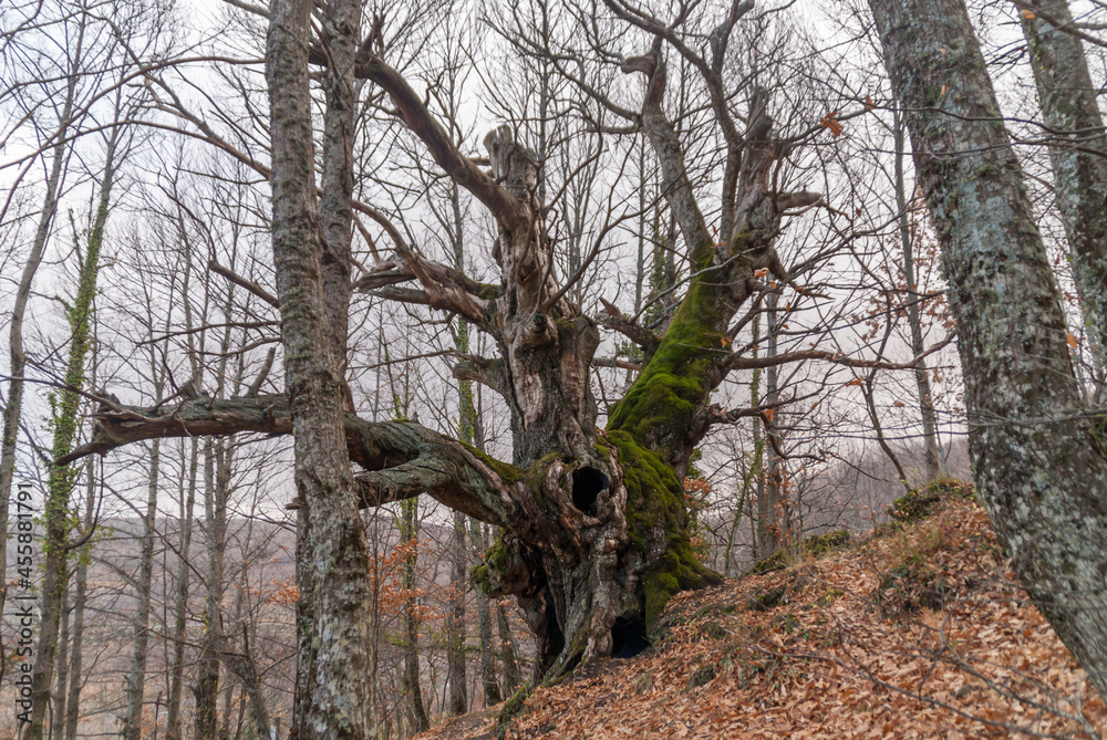 Fototapeta premium Old trees in the forest