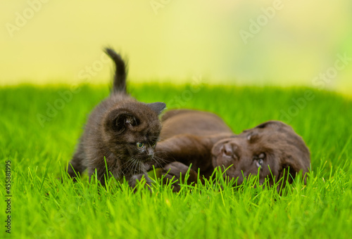 Friendly Chocolate Labrador Retriever puppy plays with black kitten on green summer grass