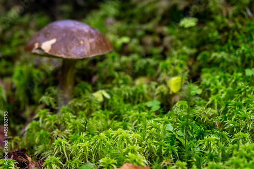 Mushroom in a beautiful forest clearing close-up