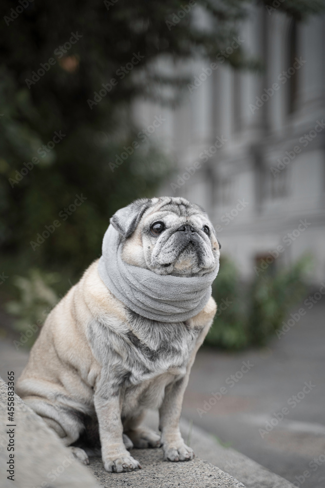 portrait of an elderly pug on the stairs in autumn