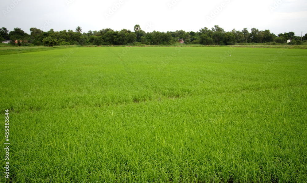 Fototapeta premium rice plants in the fields, asian agriculture, farming, rice fields, rice fields