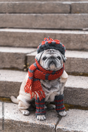 portrait of an elderly pug on the stairs in autumn