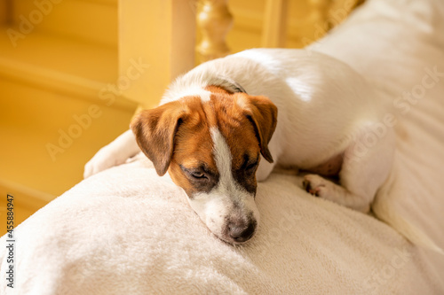 cute jack russell terrier puppy lies on a white pillow and falls asleep at home waiting for the owner, horizontal