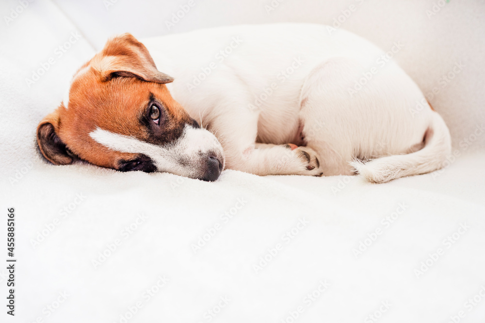 cute puppy jack russell terrier fell asleep on the couch, horizontal, cute puppy jack russell terrier fell asleep on the couch, horizontal,