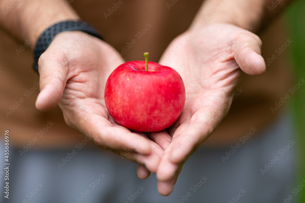 a ripe red apple in the hands of men a ripe red apple in the hands of men