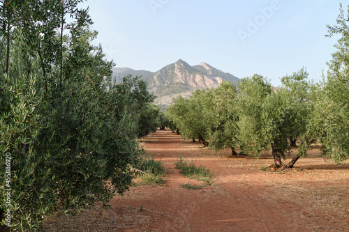 olive tree plantation at sunset in the province of jaen, andalucia
