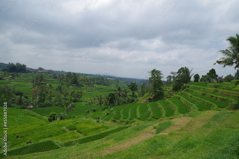 インドネシア　バリ島　世界遺産ジャティルウィのライステラス