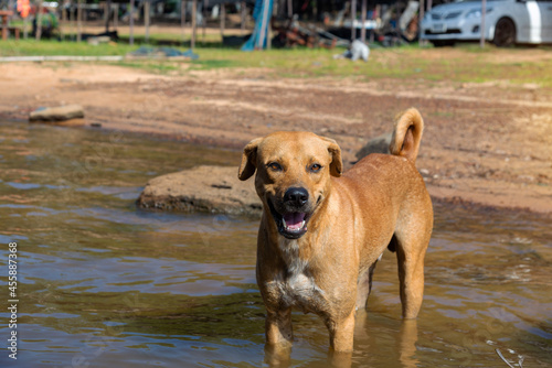  Portrait of Thai dog standing in the water, Thailand - Asia.