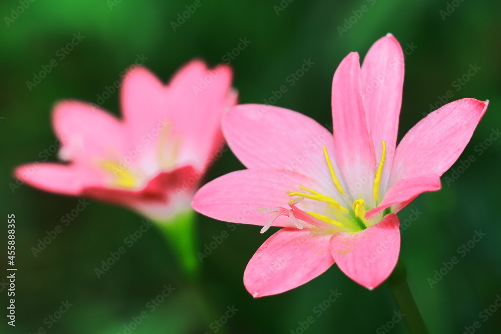 pink color rain lily flowers against lush green background pink color rain lily flowers against lush green background