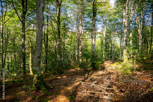Paisaje de bosque verde oscuro.Hermoso bosque con suelo cubierto de musgo y rayos de sol a través de los árboles © jjmillan