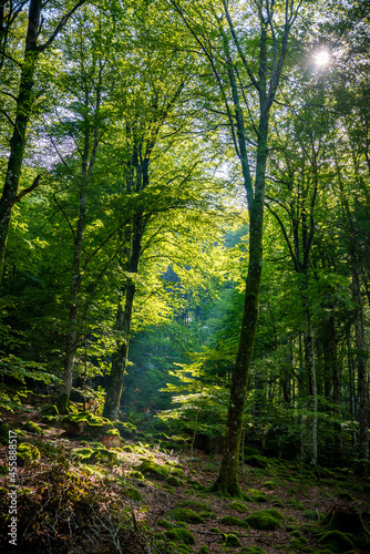 Paisaje de bosque verde oscuro.Hermoso bosque con suelo cubierto de musgo y rayos de sol a través de los árboles 