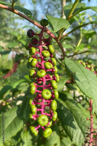 Vertical shot of Phytolacca americana  American pokeweed  plant fruits