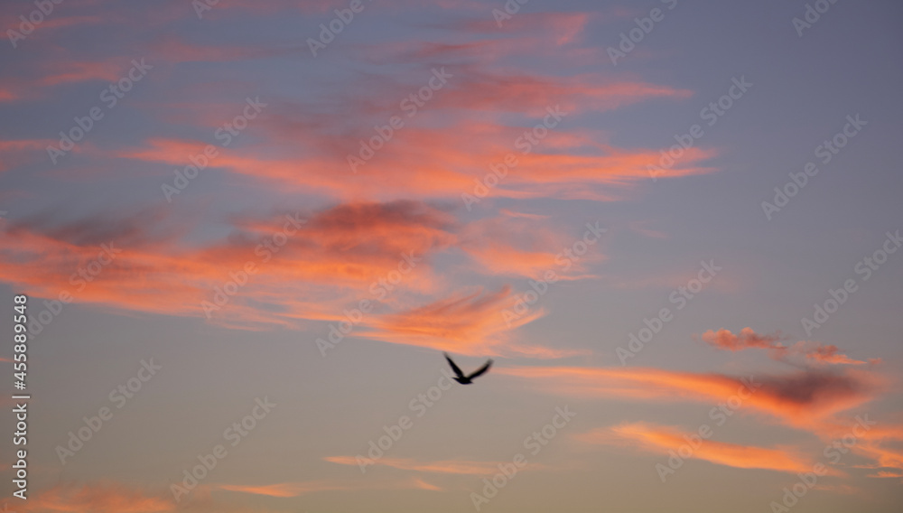 Fototapeta premium sunset in the sky