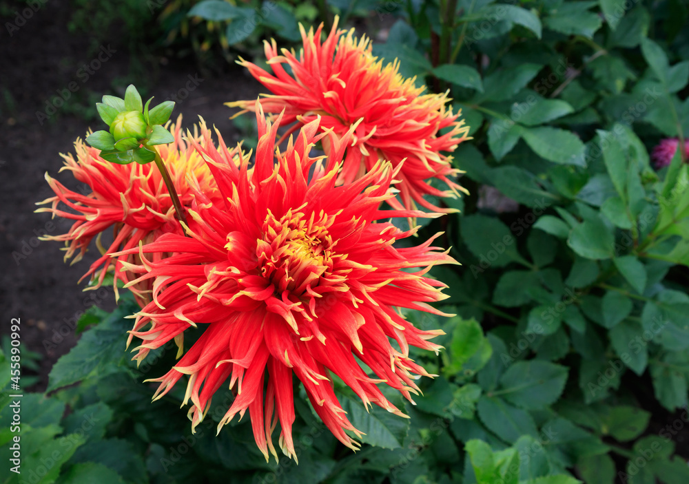 Blooming dahlias of the 'Show N Tell' variety (Dinner Plate type) in the garden. Eye-catching semi-cactus dahlia with huge showy blooms in red and yellow Blooming dahlias of the 'Show N Tell' variety (Dinner Plate type) in the garden. Eye-catching semi-cactus dahlia with huge showy blooms in red and yellow