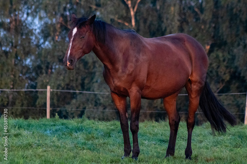 Golden Horse © John