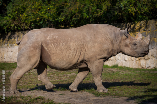 two-horned rhino in nature park